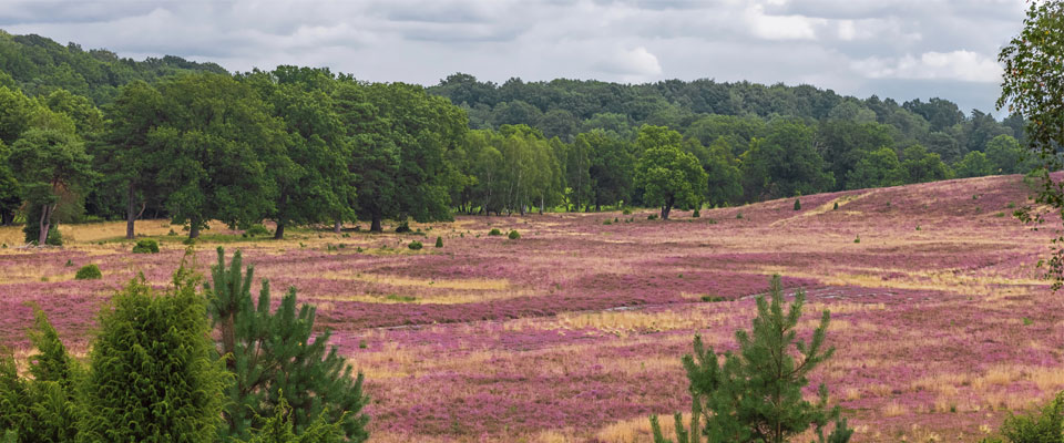 Teamevents in der Lüneburger Heide: 37 Ideen zum Teambuilding
