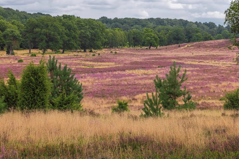 Teamevents in Lüneburger Heide
